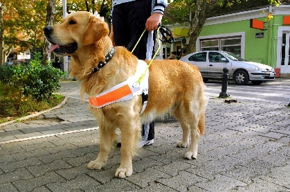 A person holding a support dog's leash. 